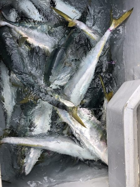 幸風（さちかぜ） 釣果