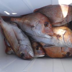 遊漁船 幸友丸 釣果