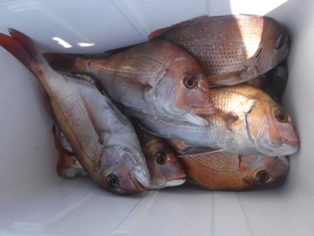 遊漁船 幸友丸 釣果