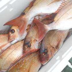 こうゆう丸 釣果