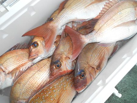 こうゆう丸 釣果