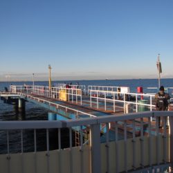 オリジナルメーカー海づり公園(市原市海づり施設) 釣果