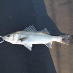 オリジナルメーカー海づり公園(市原市海づり施設) 釣果