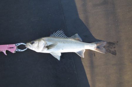 オリジナルメーカー海づり公園(市原市海づり施設) 釣果