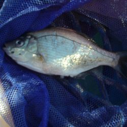 オリジナルメーカー海づり公園(市原市海づり施設) 釣果