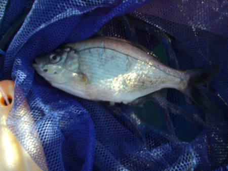 オリジナルメーカー海づり公園(市原市海づり施設) 釣果