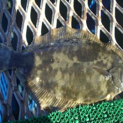 オリジナルメーカー海づり公園(市原市海づり施設) 釣果