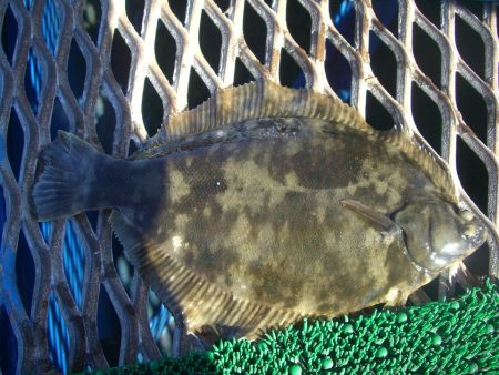 オリジナルメーカー海づり公園(市原市海づり施設) 釣果