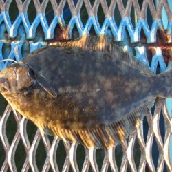 オリジナルメーカー海づり公園(市原市海づり施設) 釣果