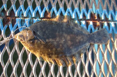 オリジナルメーカー海づり公園(市原市海づり施設) 釣果