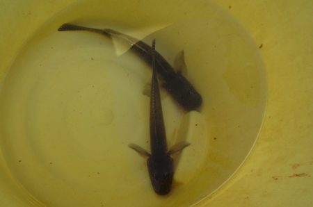 オリジナルメーカー海づり公園(市原市海づり施設) 釣果