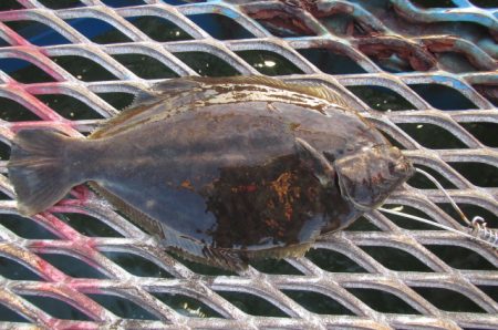 オリジナルメーカー海づり公園(市原市海づり…