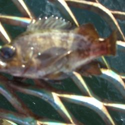 オリジナルメーカー海づり公園(市原市海づり施設) 釣果