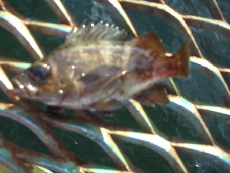 オリジナルメーカー海づり公園(市原市海づり施設) 釣果