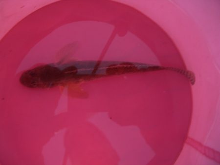 オリジナルメーカー海づり公園(市原市海づり施設) 釣果