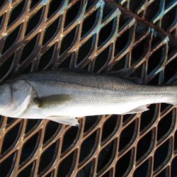 オリジナルメーカー海づり公園(市原市海づり施設) 釣果