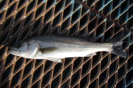 オリジナルメーカー海づり公園(市原市海づり施設) 釣果