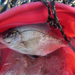 オリジナルメーカー海づり公園(市原市海づり施設) 釣果