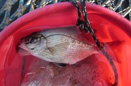 オリジナルメーカー海づり公園(市原市海づり施設) 釣果