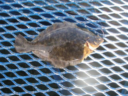 オリジナルメーカー海づり公園(市原市海づり施設) 釣果