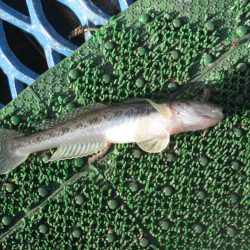 オリジナルメーカー海づり公園(市原市海づり施設) 釣果