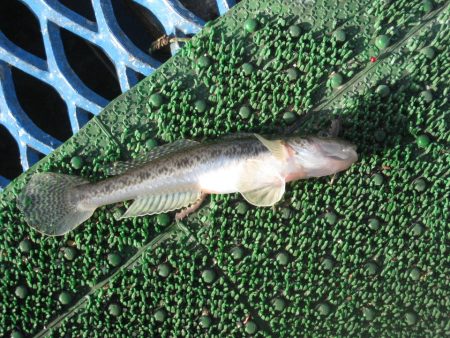 オリジナルメーカー海づり公園(市原市海づり施設) 釣果