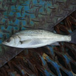 オリジナルメーカー海づり公園(市原市海づり施設) 釣果