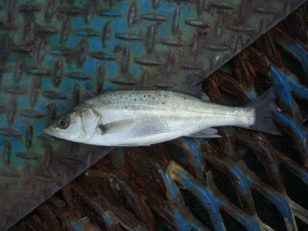 オリジナルメーカー海づり公園(市原市海づり施設) 釣果