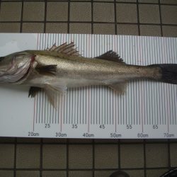 オリジナルメーカー海づり公園(市原市海づり施設) 釣果