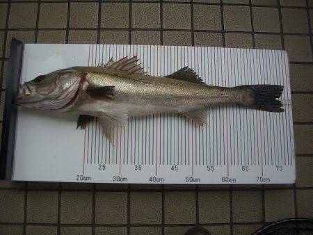 オリジナルメーカー海づり公園(市原市海づり施設) 釣果