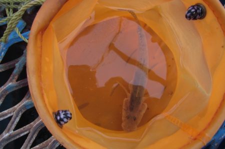 オリジナルメーカー海づり公園(市原市海づり施設) 釣果