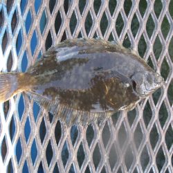 オリジナルメーカー海づり公園(市原市海づり施設) 釣果