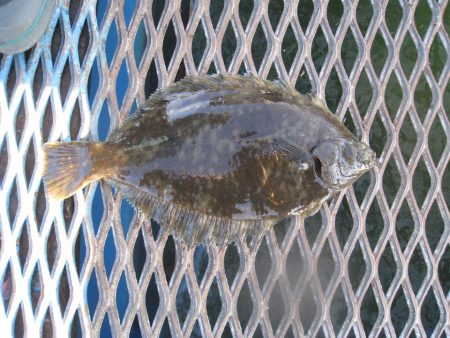 オリジナルメーカー海づり公園(市原市海づり…