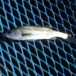 オリジナルメーカー海づり公園(市原市海づり施設) 釣果