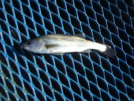 オリジナルメーカー海づり公園(市原市海づり施設) 釣果