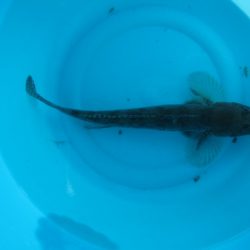 オリジナルメーカー海づり公園(市原市海づり施設) 釣果