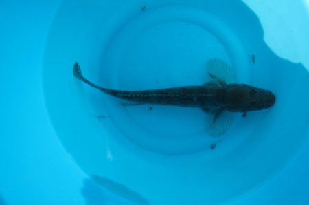 オリジナルメーカー海づり公園(市原市海づり施設) 釣果