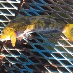 オリジナルメーカー海づり公園(市原市海づり施設) 釣果