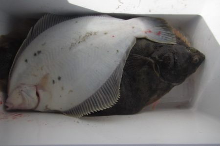 オリジナルメーカー海づり公園(市原市海づり施設) 釣果