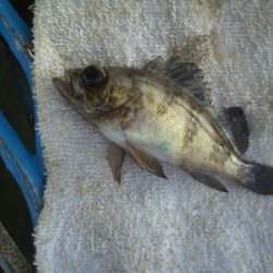 オリジナルメーカー海づり公園(市原市海づり施設) 釣果