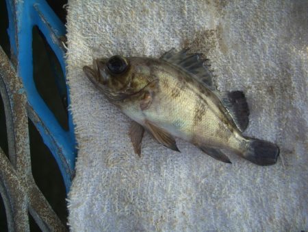 オリジナルメーカー海づり公園(市原市海づり施設) 釣果