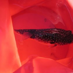 オリジナルメーカー海づり公園(市原市海づり施設) 釣果