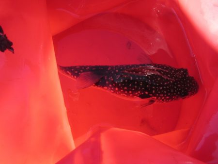 オリジナルメーカー海づり公園(市原市海づり施設) 釣果