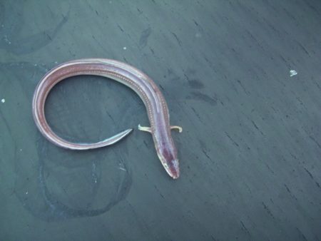 オリジナルメーカー海づり公園(市原市海づり…