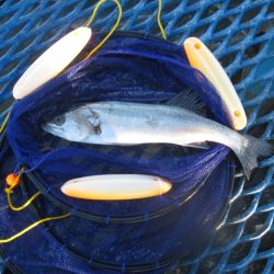 オリジナルメーカー海づり公園(市原市海づり施設) 釣果