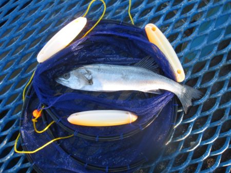 オリジナルメーカー海づり公園(市原市海づり…