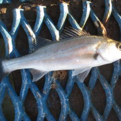 オリジナルメーカー海づり公園(市原市海づり施設) 釣果