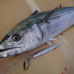 松鶴丸 釣果