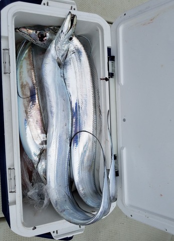 遊漁船 ニライカナイ 釣果