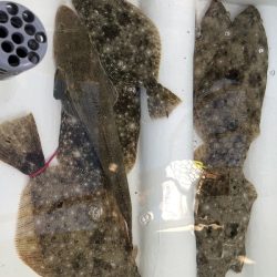 Magic(マジック) 釣果